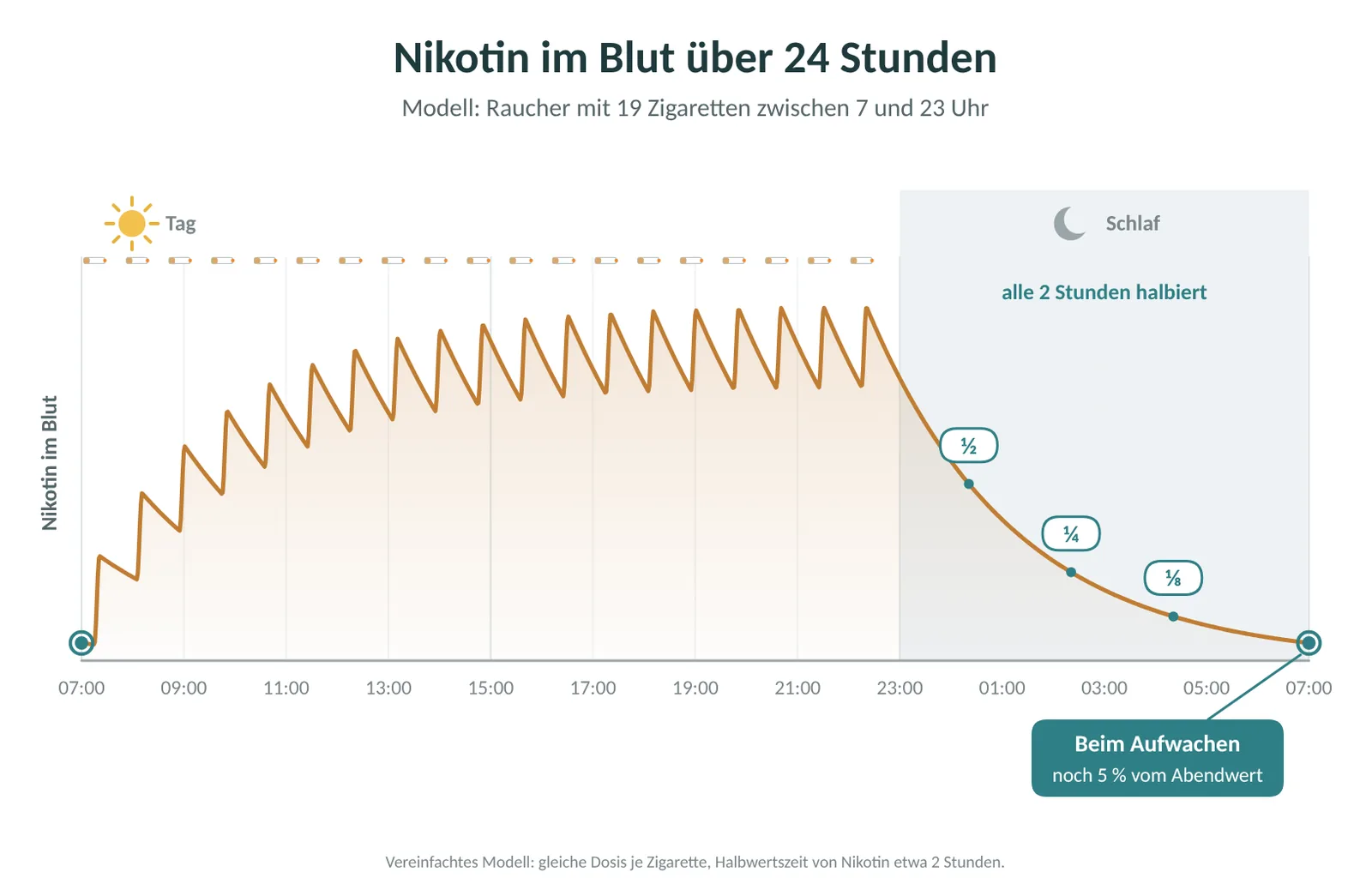 Modell: Nikotin im Blut eines Rauchers mit 19 Zigaretten zwischen 7 und 23 Uhr. Nachts halbiert sich der Wert etwa alle 2 Stunden, beim Aufwachen sind noch rund 5 Prozent des Abendwerts übrig.